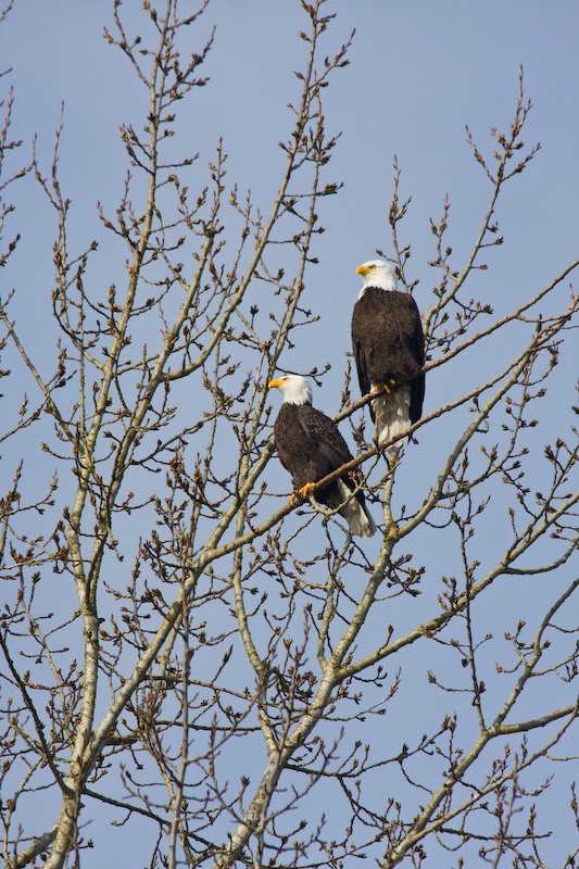 Bald Eagles In Tree